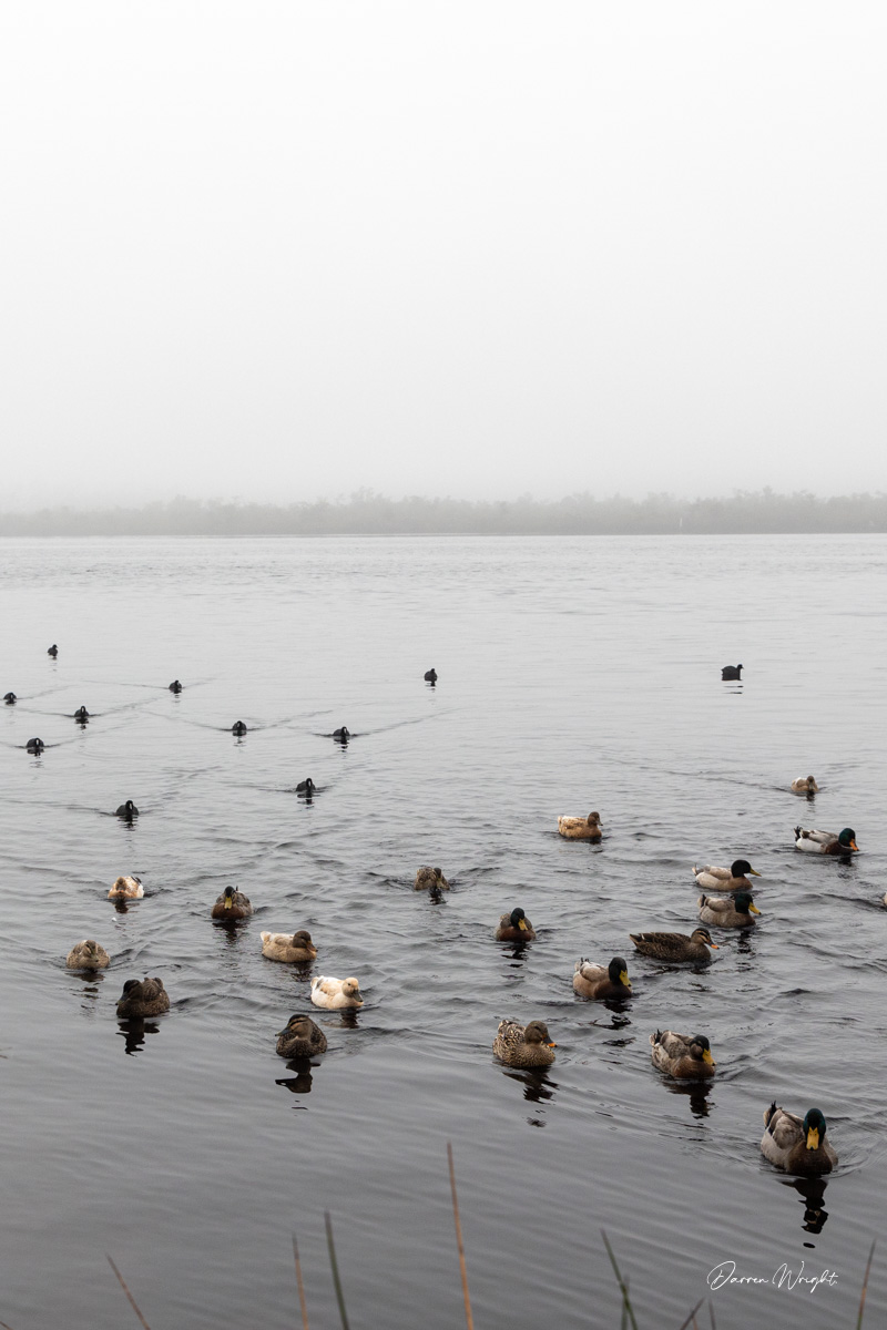 Ducks on the Huon River